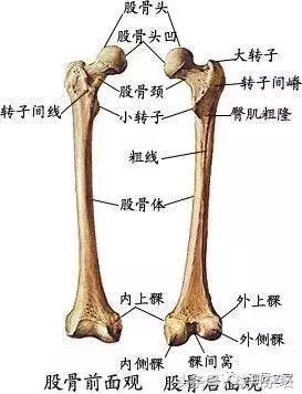 股骨转子间骨折是指股骨颈基底部至小转子水平以上部位所发生的骨折