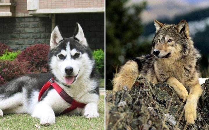 狼和哈士奇关在一起,狼会觉得哈士奇是同类吗?_狼群