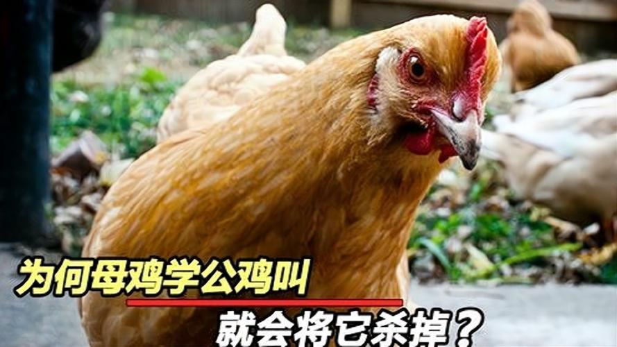 为什么说母鸡学公鸡打鸣就要杀掉母鸡打鸣会发生什么