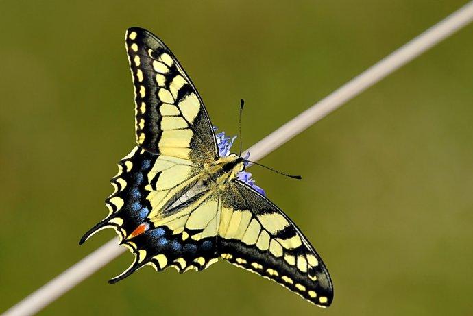 谁的幼虫金凤蝶幼虫