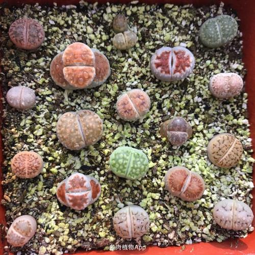 青石园艺零售极品生石花