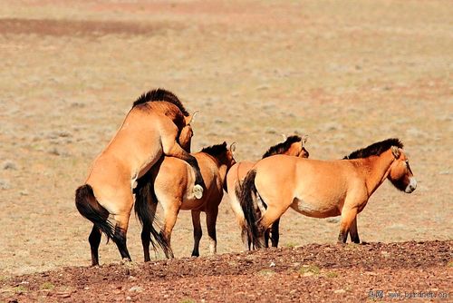 繁衍生息 - 野生动物 wild animals 鸟网