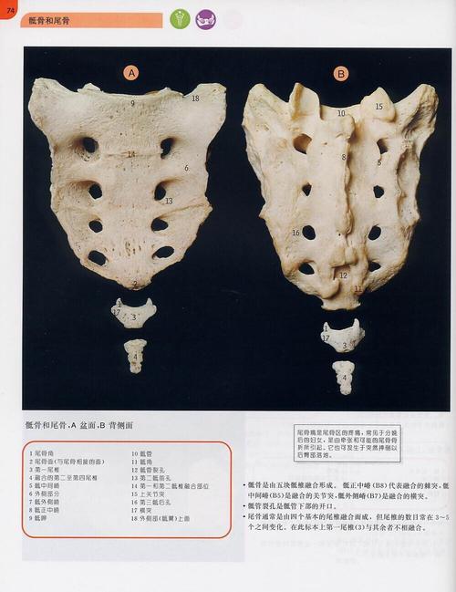 074骶骨前,后面观