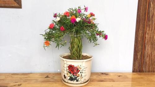 太阳花造型各种各样,太阳花繁殖快施肥不能少了