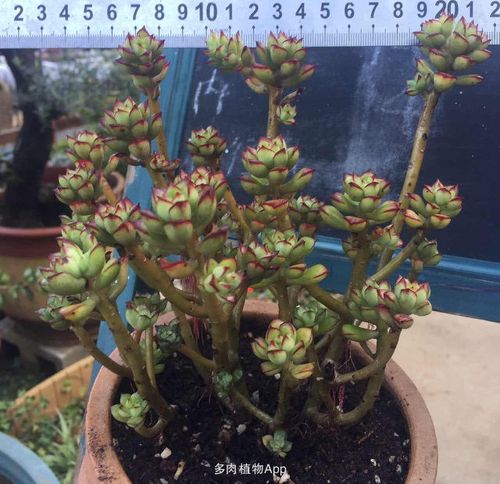 【蘑菇肉贩子】全状态精品自养多肉!老桩,群生,韩货,欧货,坐拥开挂区!