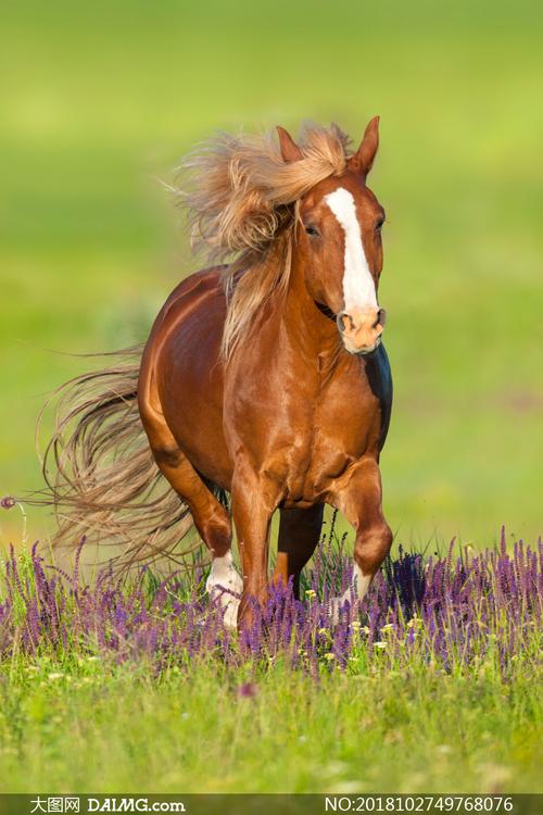 在冰雪地上奔跑的骏马摄影高清图片         一匹膘肥体壮的