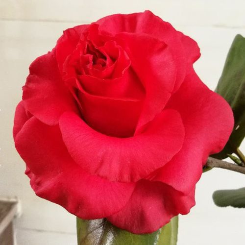 梦娜玫瑰_金华米可苗木有限公司-米可茶花,小苗,金华