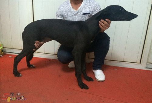 出售弹簧枪幼犬 六个月整格力(灵缇)交易区搜狗论坛1.