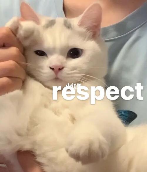 respect!_表情包_猫咪_猫咪表情包_素材_表情包