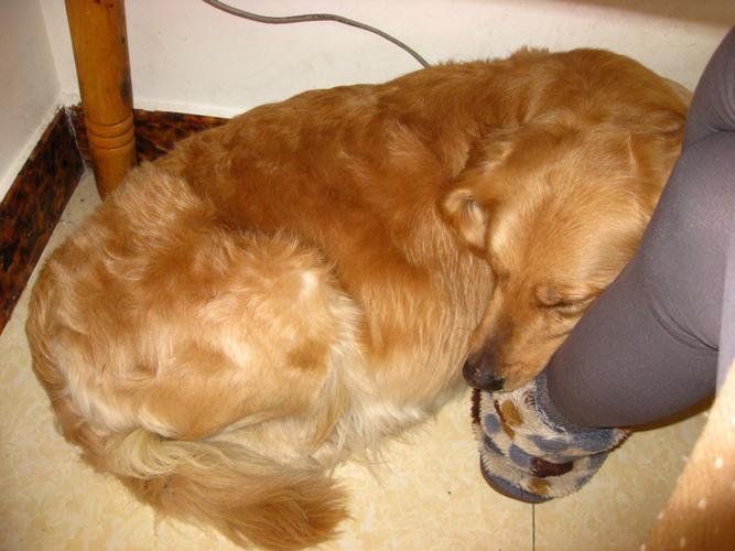 出怀孕55天金毛一只(非白菜价)