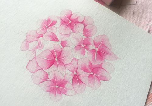 零基础水彩·教程 | 画朵美丽的绣球花