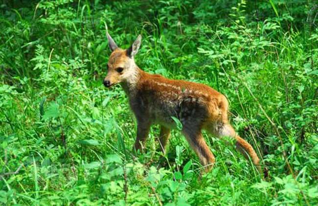 狍子不同于其他的动物,发情期时间短,一般24个小时,狍群集中发情,前后