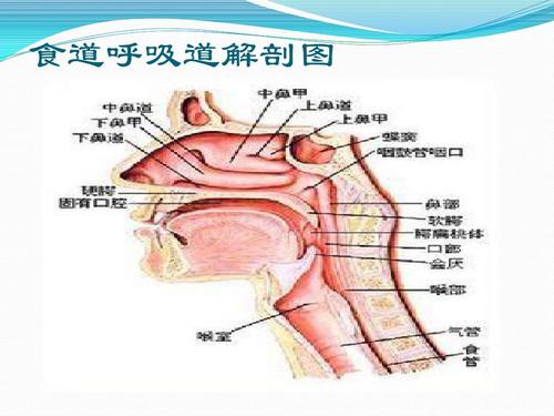 食道呼吸道解剖图