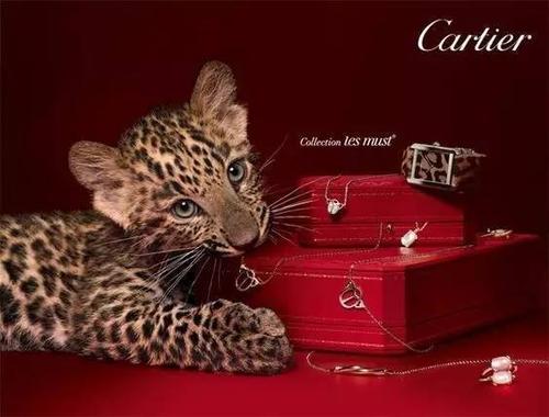 cartier官方海报,来自品牌全球官网
