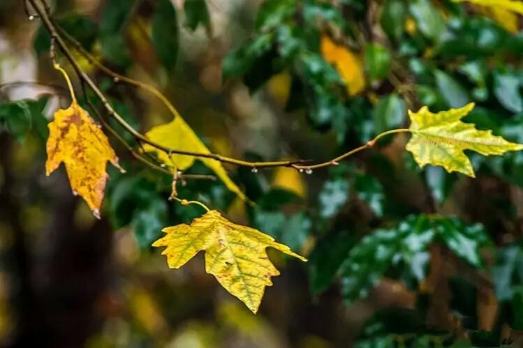 秋雨落梧桐,点点相思到天明