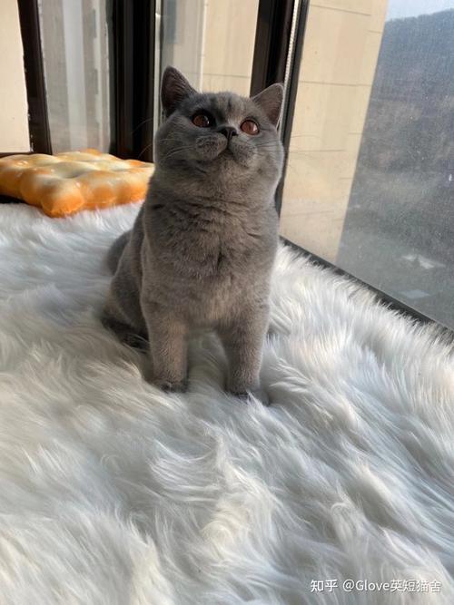 三个半月英短蓝猫品相帮忙瞅瞅.