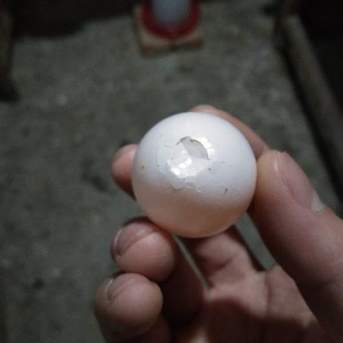 如果从下齐二蛋开始计算,已经19天了,蛋壳还没有小鸽子顶壳的情况,鸽