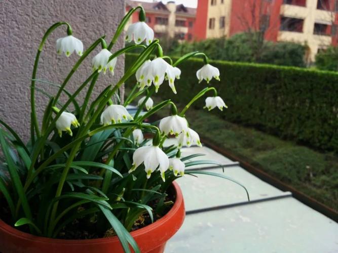 雪片莲,夏雪片莲和雪滴花的区别,可耐零下十多度低温的球根植物