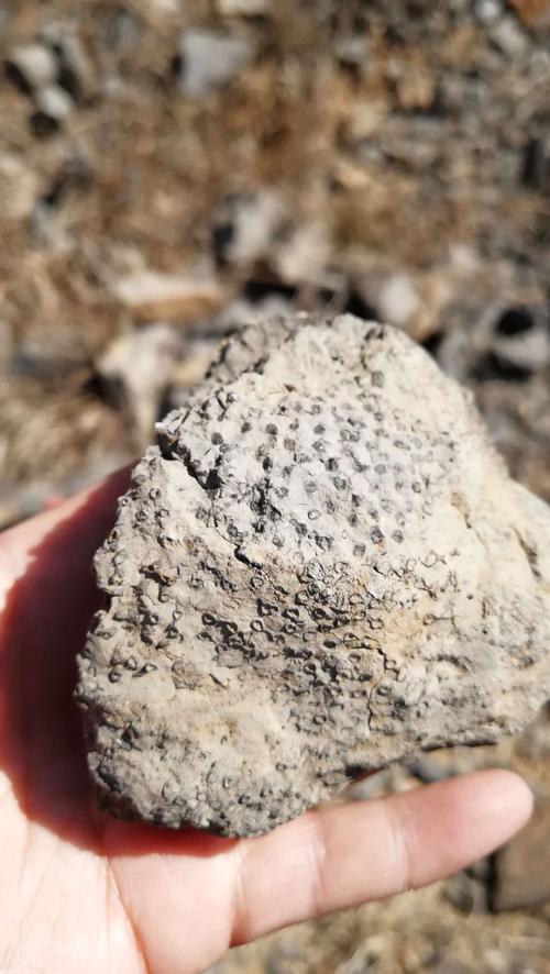 我在威宁城发现的化石