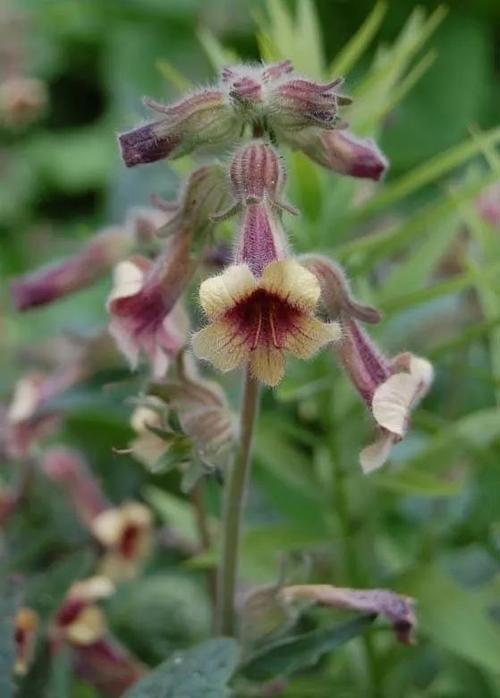 有毒但能强心,毛地黄竟是如此分裂的一种花儿