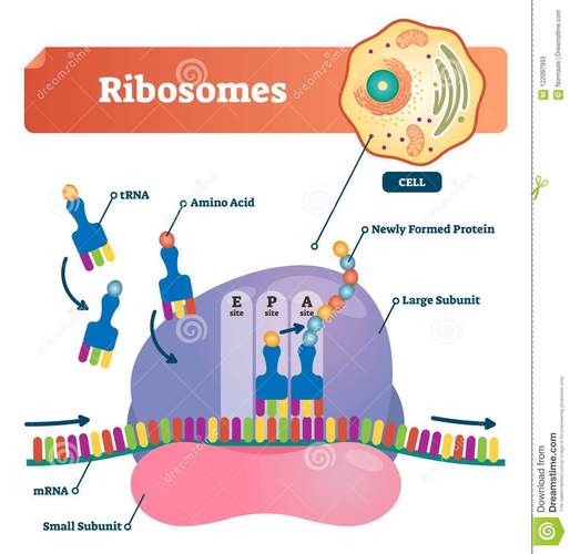 每日一词:核糖体 (ribosomes)