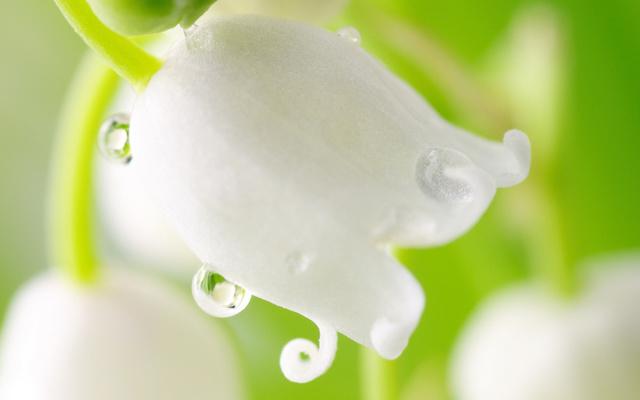 那些花团锦簇的铃兰花,让你不容错过