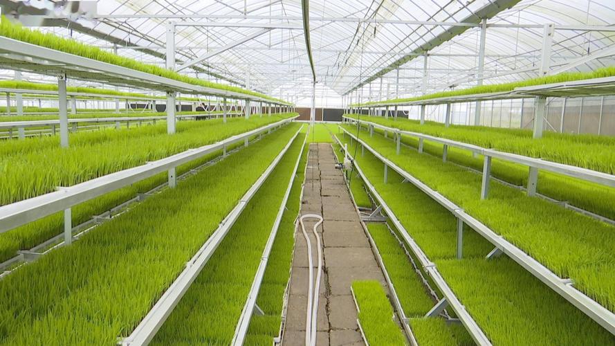 南昌县:工厂化育秧 助力春耕生产