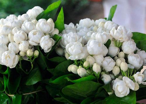 茉莉花的主要品种介绍