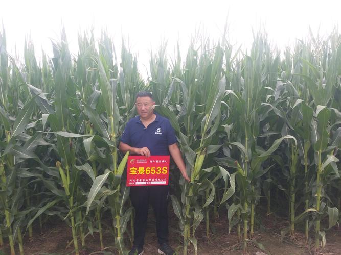 宝景653s,玉米中的plus【2020】