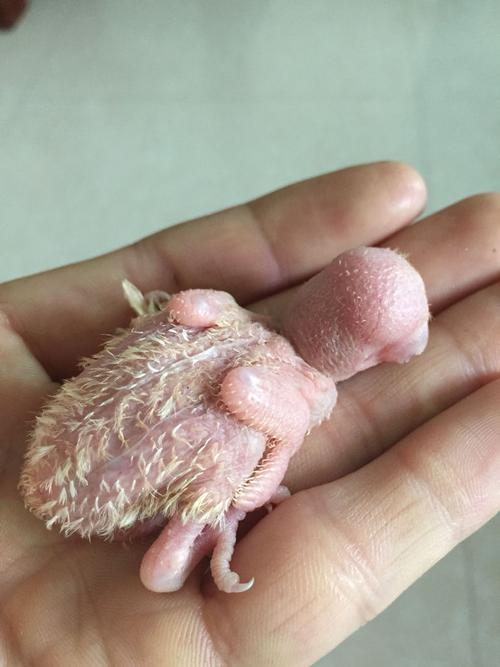 牡丹鹦鹉幼鸟,想知道这个红眼睛的是什么品种?