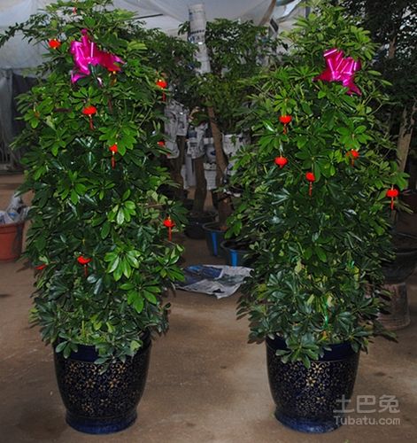 鲜花品种繁多室内花卉大全