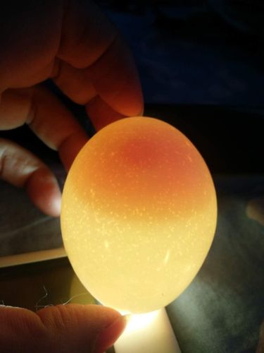 没有手电筒,就用苹果手机照的蛋,但是没有看见说的血丝,黑点,只有蛋黄