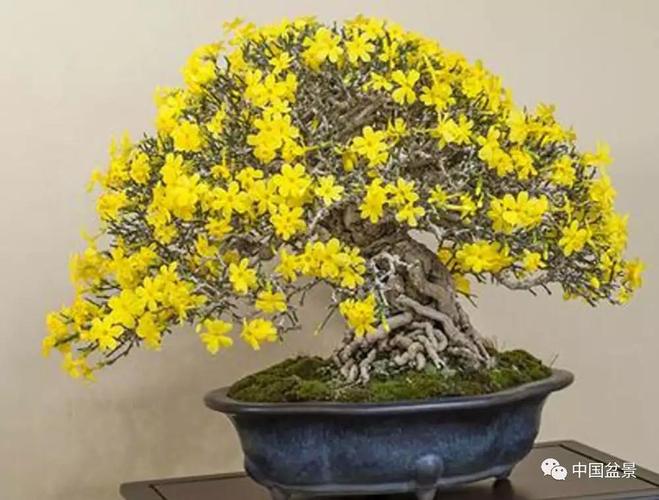 迎春花盆景欣赏