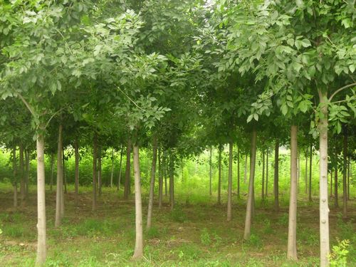 直销 白蜡树 白蜡树.商品大图