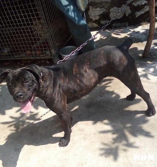 霸气侧漏的卡斯罗,一般人都不敢看_卡斯罗犬图片_狗扑卡斯罗网