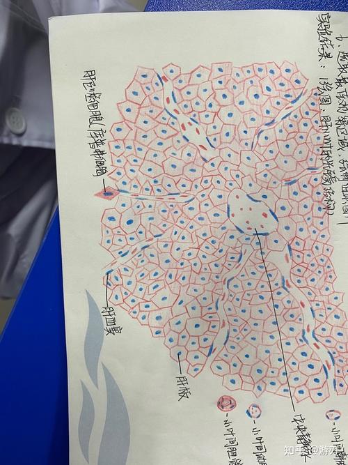 医学生组胚红蓝铅笔绘图集