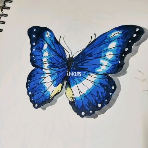 今天用马克笔画了一只蝴蝶