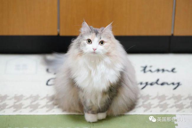 不过还是要提醒一句,别看长毛猫气质优雅,毛茸茸看着手感超棒,其实养