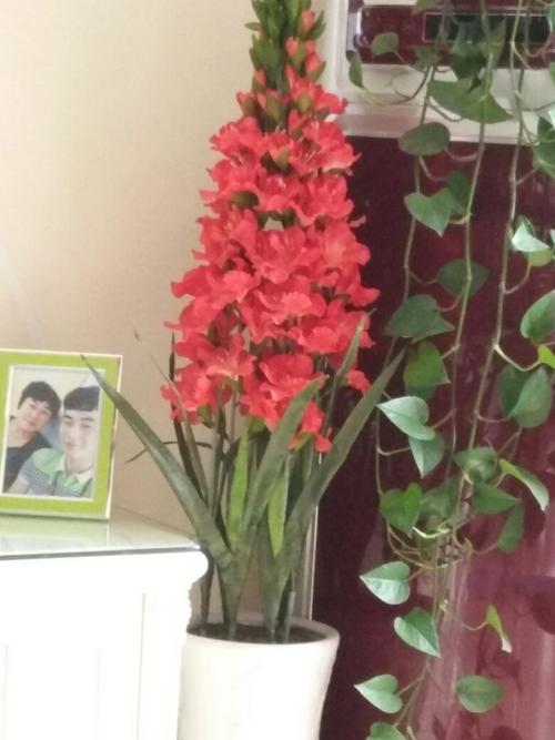 叶子不像大花蕙兰的叶子