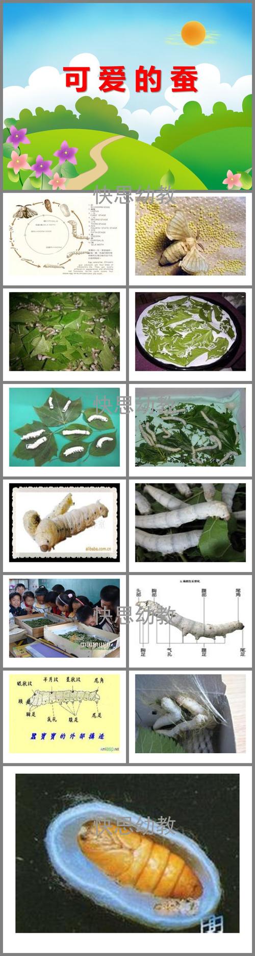 中班科学《可爱的蚕》ppt课件教案