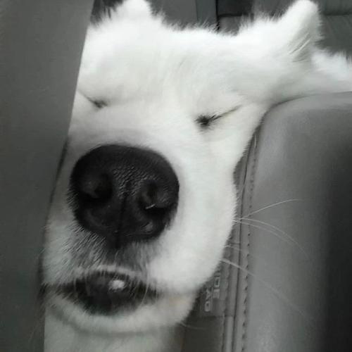 记录一下自己的头像(丧,可爱,沙雕,猫,狗,美女)最新