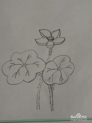 简笔画荷花怎么画