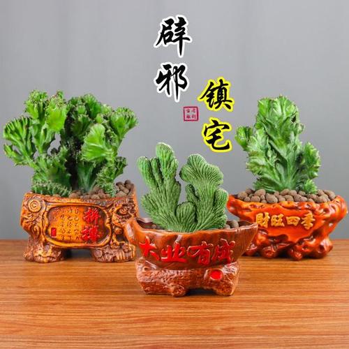 购客玉麒麟盆栽客厅绿植吸甲醛镇宅辟邪植物招财巴西龙骨花室内花植物