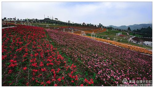 宜宾西部农庄—四季花海