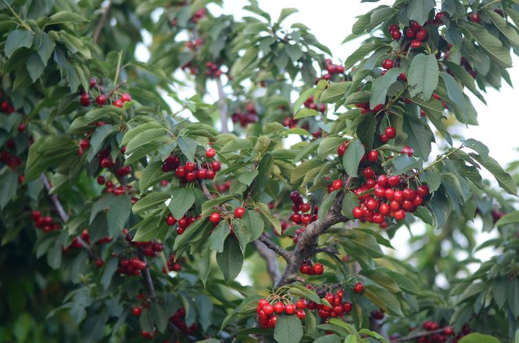 烟台大樱桃改变"提篮叫卖"的模式,每亩一年多赚两三千元