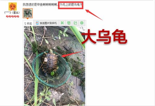 钓到第一只甲鱼虽然挂了,还是非常高兴!下次还来你家买!来自: _君
