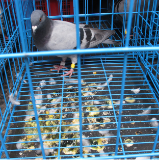 四.鸽新城疫病的病理变化