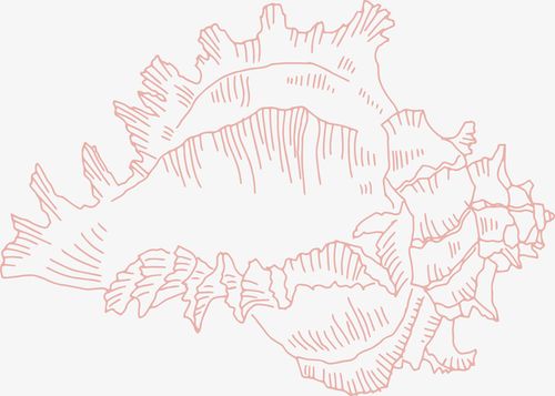 关键词 : 贝壳,大海,沙滩,红色贝壳,线条,手绘图,简图