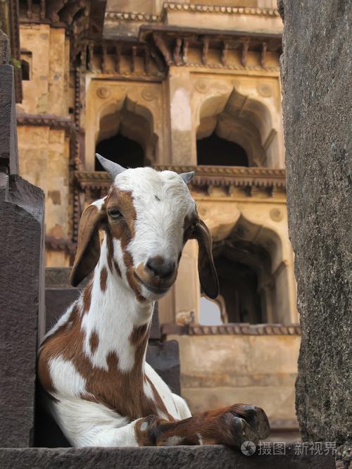 一只山羊放在奥恰印度教寺庙背景的肖像