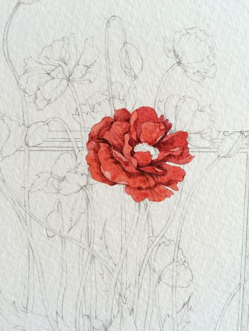 罂粟花(附带过程图咩 >  )-那仁_水彩,手绘,花卉_涂鸦